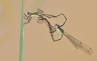 Common spreadwing (Lestes sponsa)